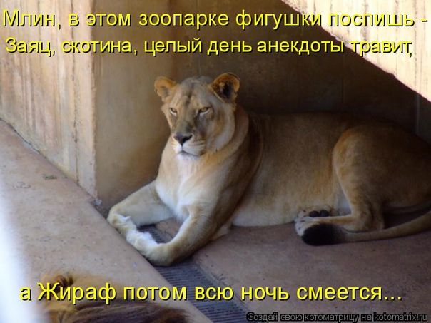 Млин, в этом зоопарке фигушки поспишь - Заяц, скотина, целый день анекдоты травит, а Жираф потом всю ночь смеется...