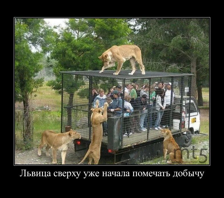 Львица сверху уже начала помечать добычу