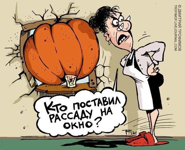 Кто поставил рассаду на окно?