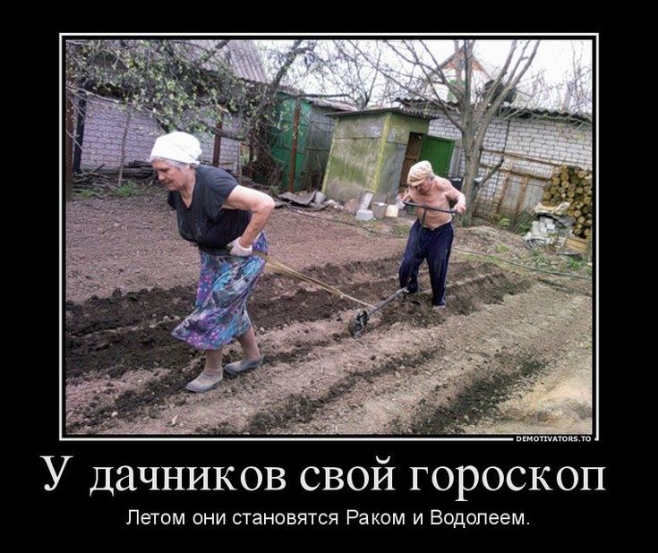 У дачников свой гороскоп
Летом они становятся Раком и Водолеем.