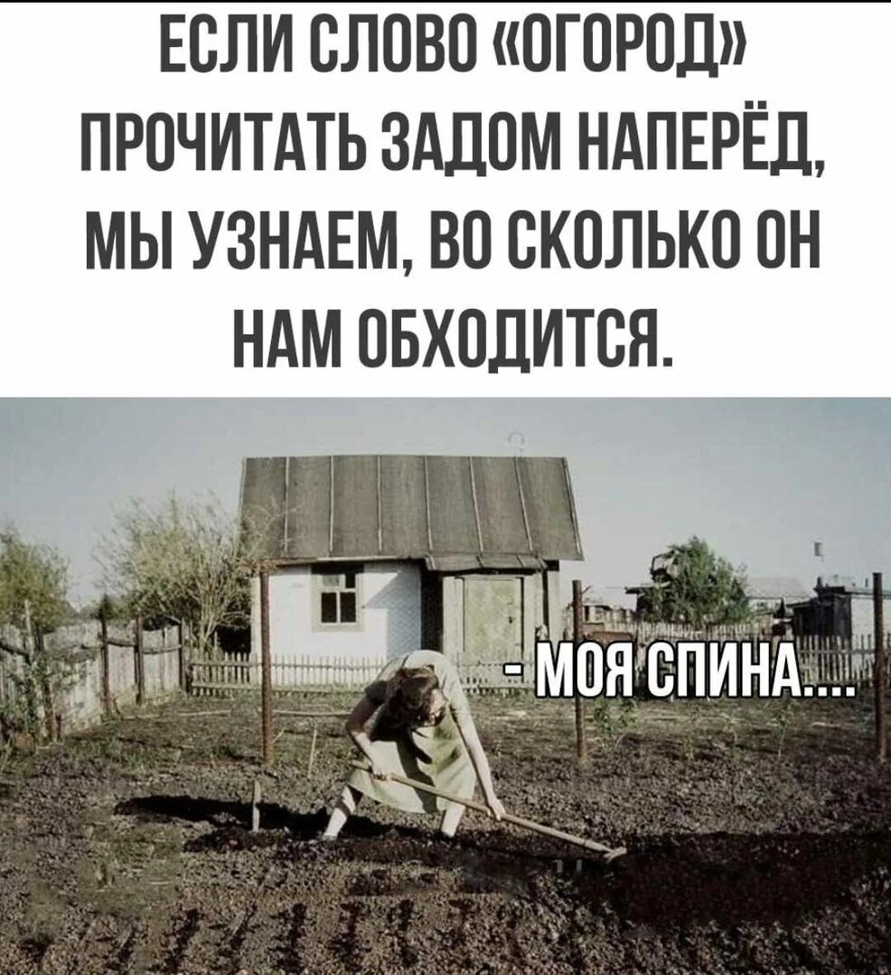 ЕСЛИ СЛОВО «ОГОРОД» ПРОЧИТАТЬ ЗАДОМ НАПЕРЁД, МЫ УЗНАЕМ, ВО СКОЛЬКО ОН НАМ ОБХОДИТСЯ.
- МОЯ СПИНА.....