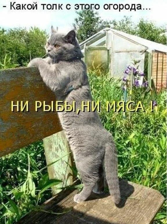 - Какой толк с этого огорода...
НИ РЫБЫ, НИ МЯСА !