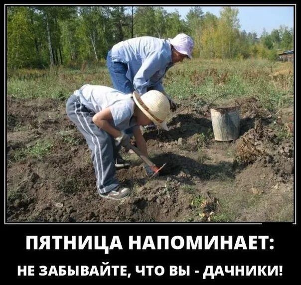ПЯТНИЦА НАПОМИНАЕТ: НЕ ЗАБЫВАЙТЕ, ЧТО ВЫ - ДАЧНИКИ!