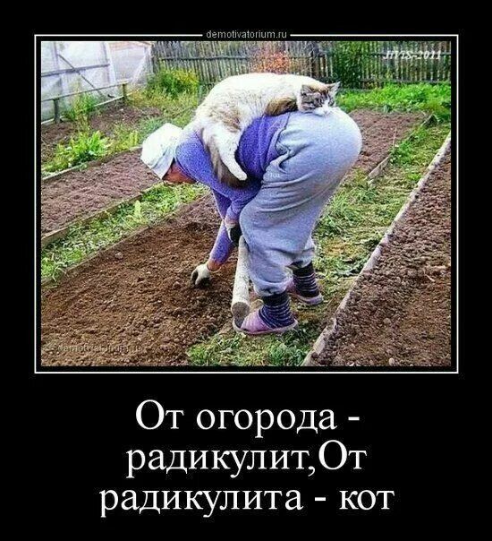 От огорода - радикулит, От радикулита - кот