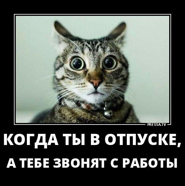 Когда ты в отпуске, а тебе звонят с работы