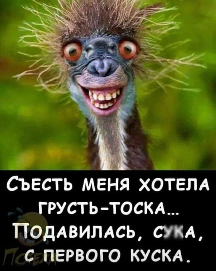 Съесть меня хотела грусть-тоска... Подавилась, сука, с первого куска.