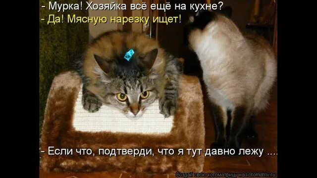 – Murka! Хозяйка всё ещё на кухне?  
– Да! Мясную нарезку ищет!  
– Если что, подтверди, что я тут давно лежу ....