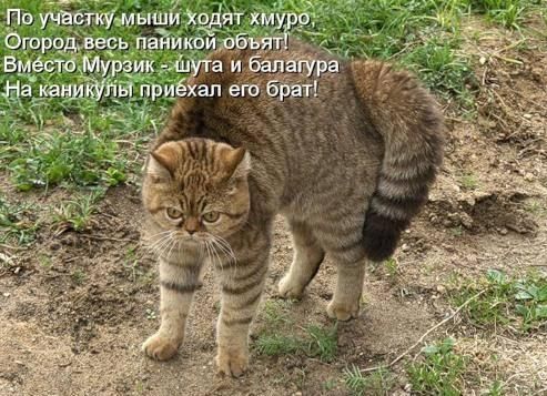 По участку мыши ходят хмуро.
Огород, весь паникой объят!
Вместо Мурзик – шутка и балагура
На каникулы приехал его брат!