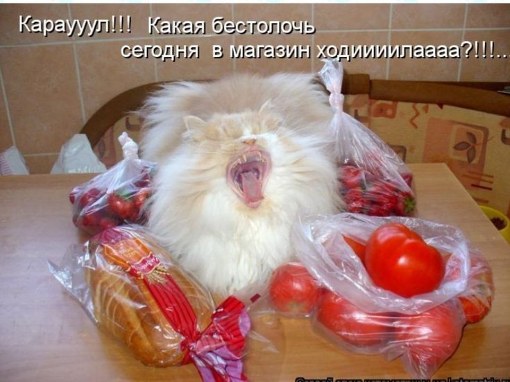 Караууул!!! Какая бесстолочь сегодня в магазин ходииилааа?!...