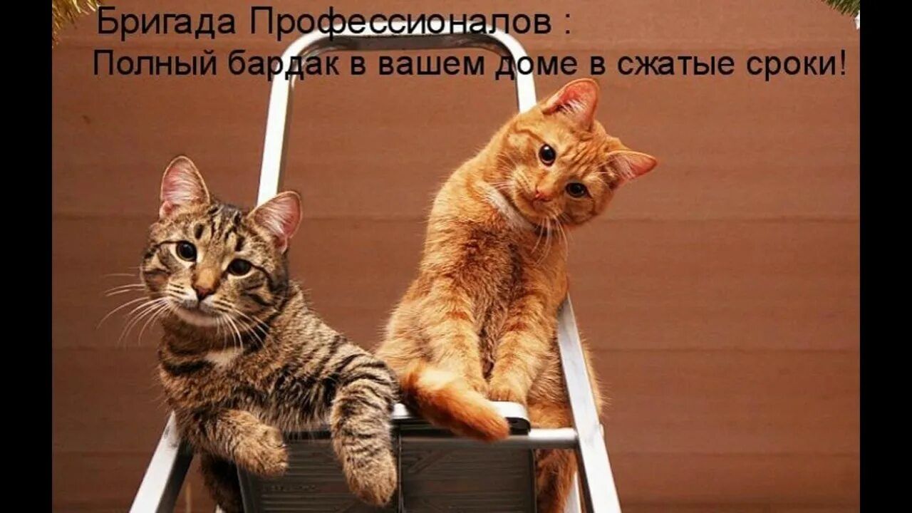 Бригада Профессионалов : Полный бардак в вашем доме в сжатые сроки!