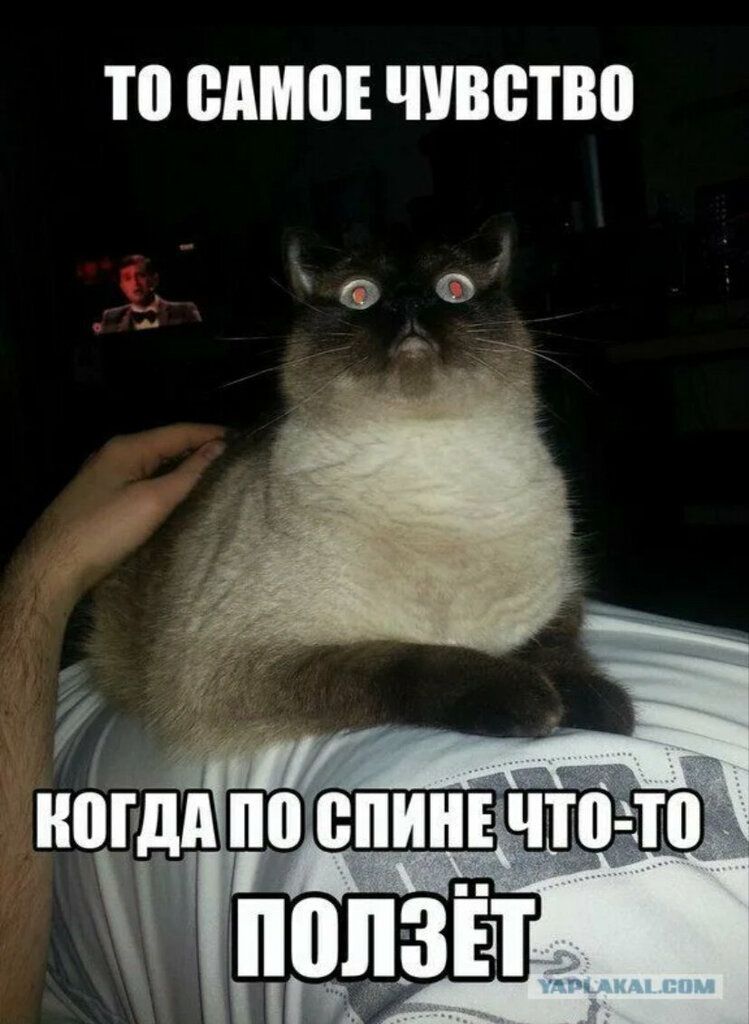 ТО САМОЕ ЧУВСТВО
КОЛИЧЕ МУНО СТО СТЕ-ЬЕ
ПОЛЗЁТ