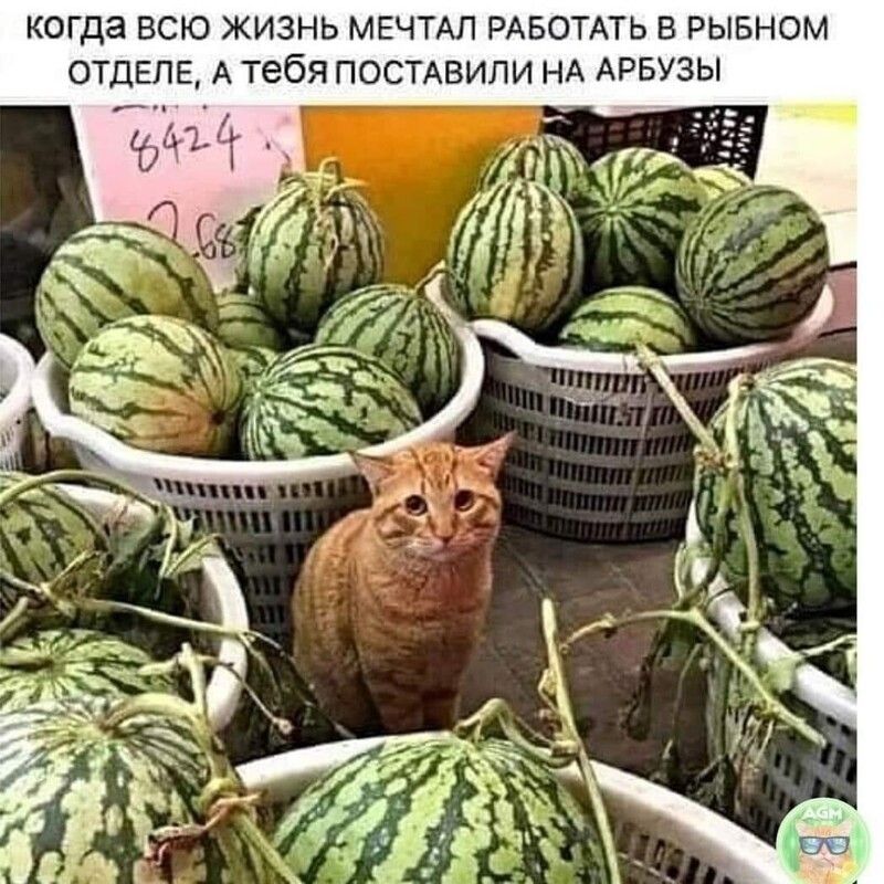 Когда всю жизнь мечтал работать в рыбном отделе, а тебя поставили на арбузы.