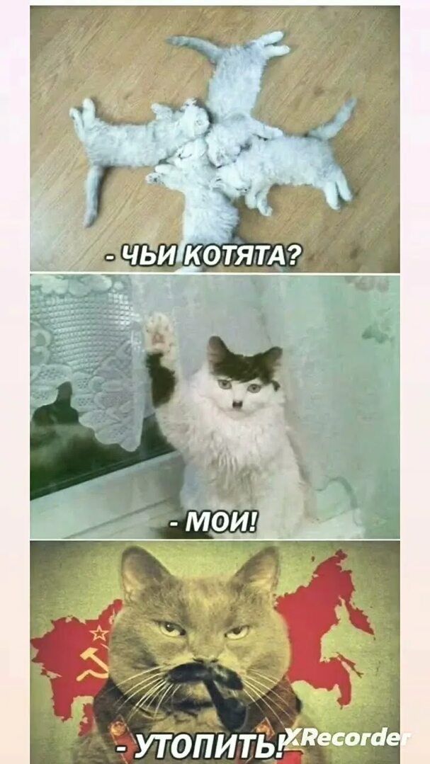 - Чиї кошенята? 
- Мої! 
- УТопіть!