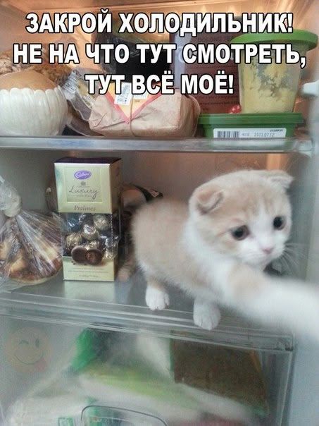 ЗАКРОЙ ХОЛОДИЛЬНИК! НЕ НА ЧТО ТУТ СМОТРЕТЬ, ТУТ ВСЁ МОЁ!