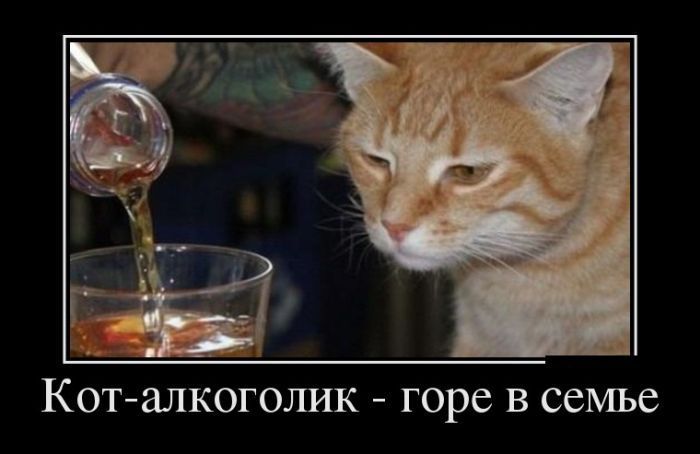 Кот-алкоголик - горе в семье