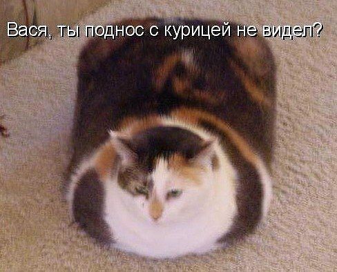 Вася, ты поднос с курицей не видел?