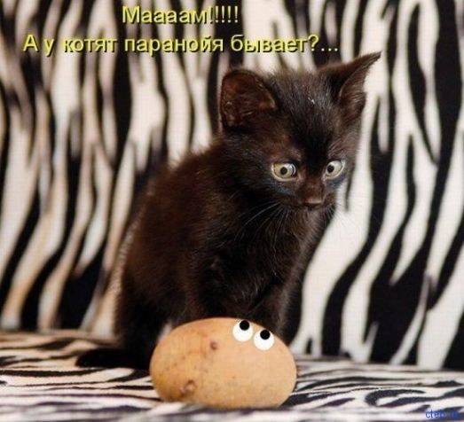Мааам!!!!! А у котят паранойя бывает?...