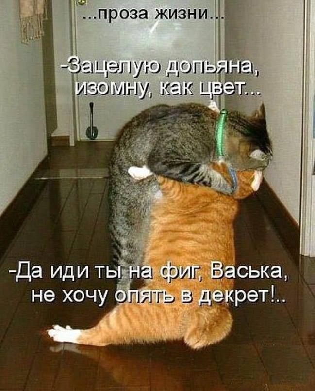 ...проза жизни...
-Зачелую допьяна, изомну, как цвет...
-Да иди ты на фиг, Васька, не хочу опять в декрет!..