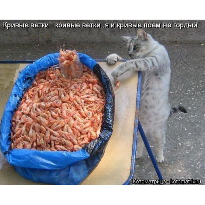 Кривые ветки...кривые ветки..я и кривые поем, не гордый