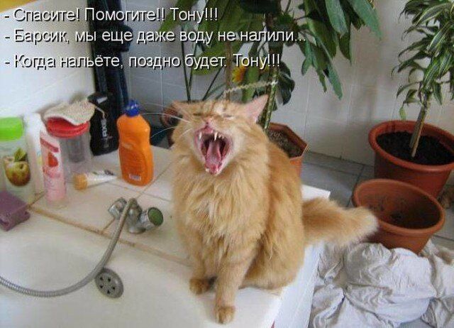 Спасите! Помогите!! Тону!!!
- Барсик, мы еще даже воду не налили...
- Когда нальете, поздно будет, Тону!!!