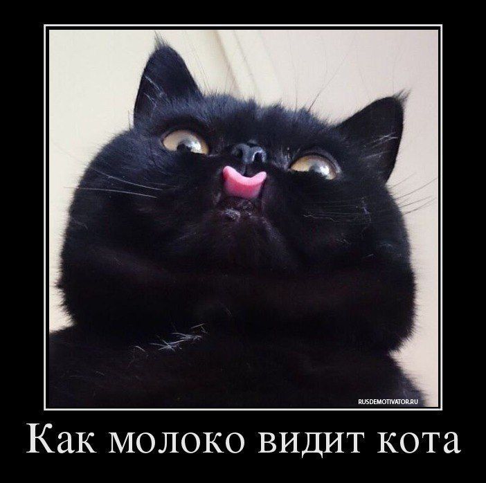 Как молоко видит кота