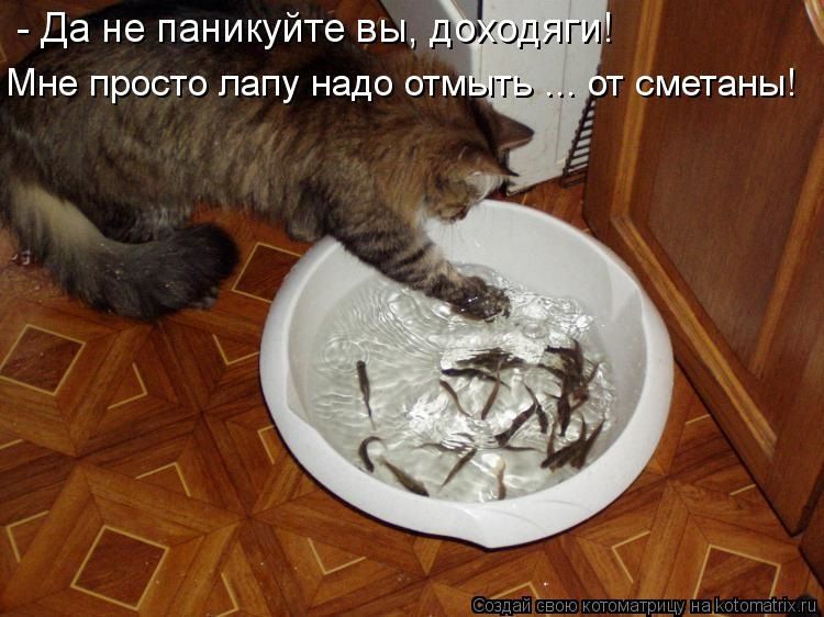 - Да не паникуйте вы, доходяги! Мне просто лапу надо отмыть ... от сметаны!