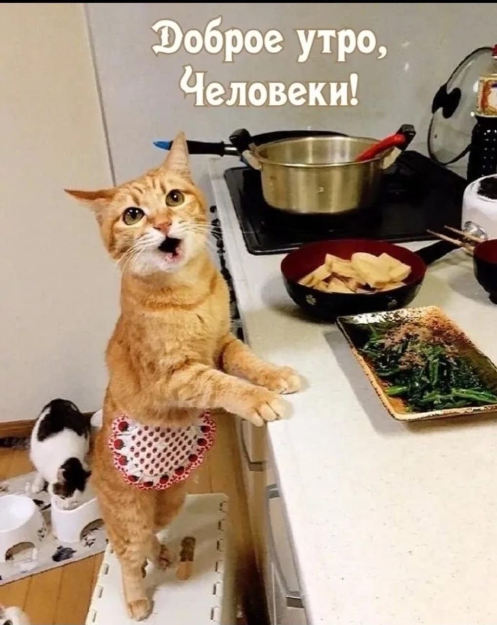 Доброе утро, Человеки!