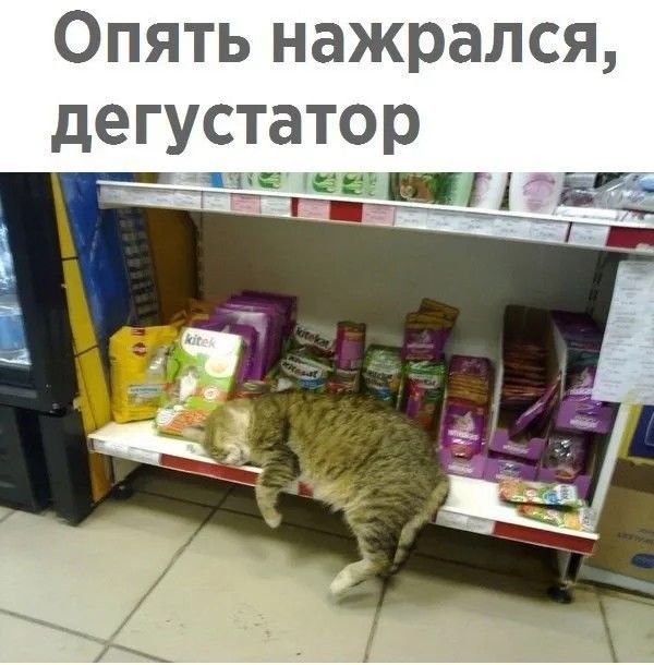 Опять нажрался, дегустатор