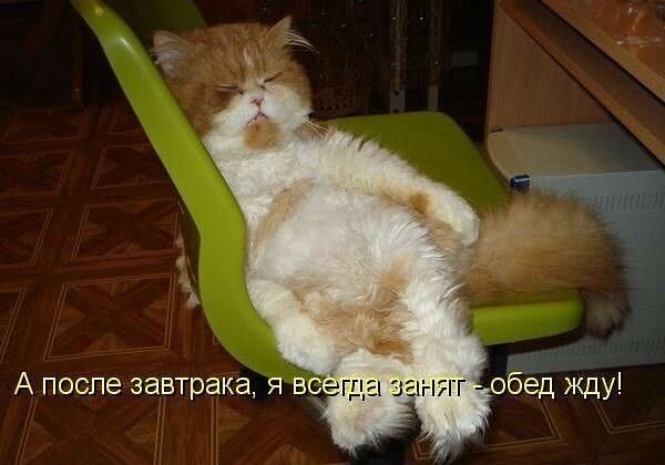 А после завтрака, я всегда занят - обед жду!