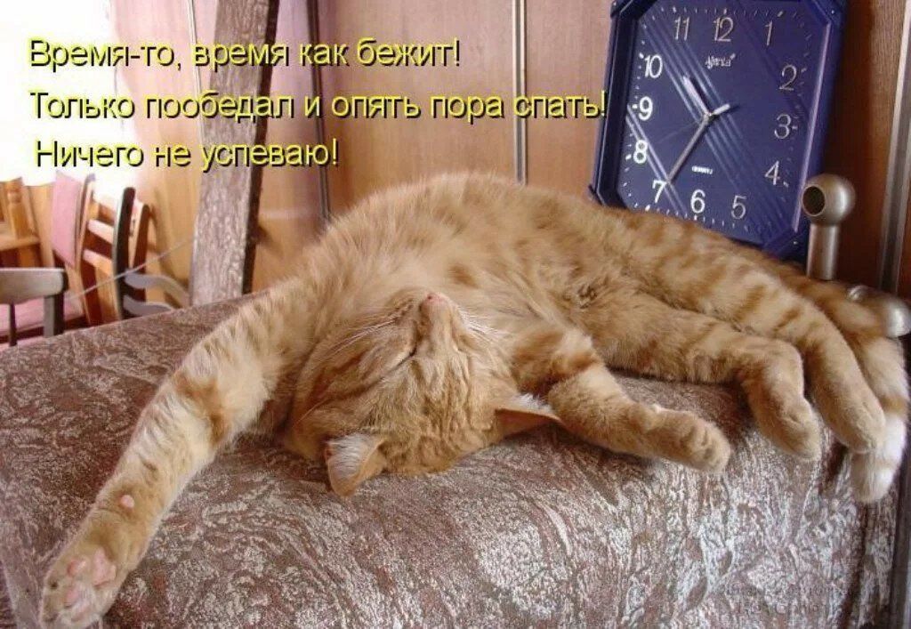 Время-то, время как бежит! Только пообедал и опять пора спать! Ничего не успеваю!