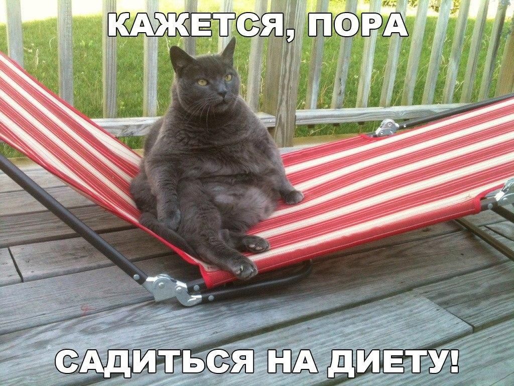 КАЖЕТСЯ, ПОРА САДИТЬСЯ НА ДИЕТУ!