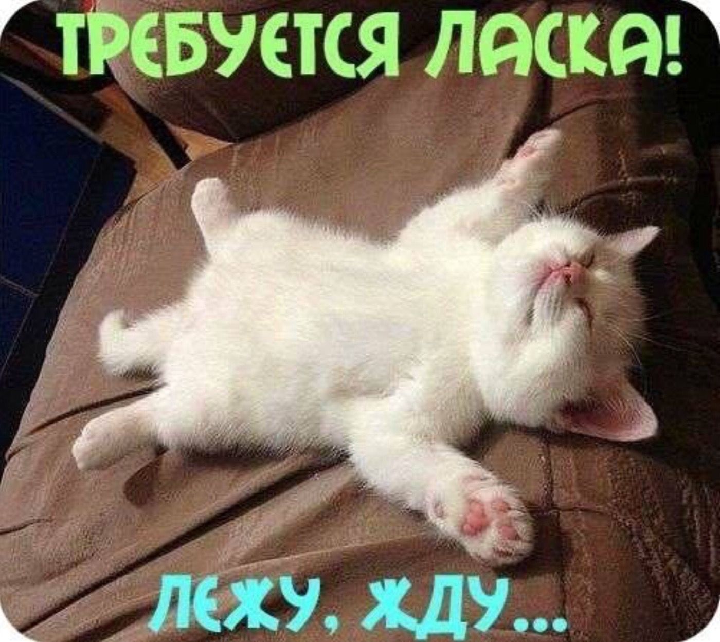 ТРЕБУЕТСЯ ЛАСКА! ЛЕЖУ, ЖДУ...