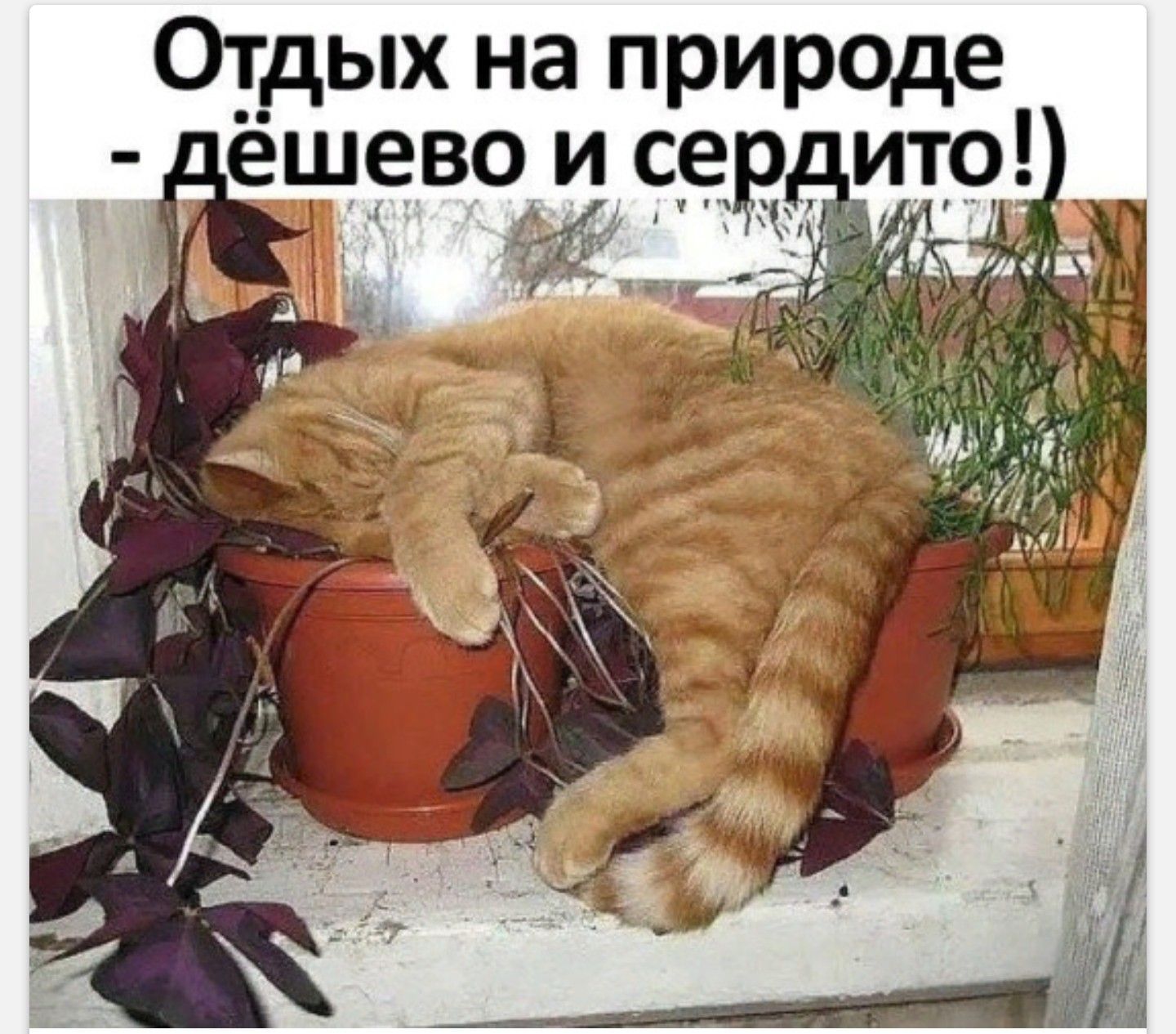 Отдых на природе - дёшево и сердито!)