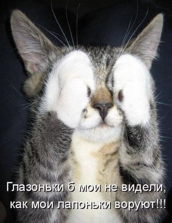 Глазоньки б мои не видели, как мои лапоньки воруют!!!