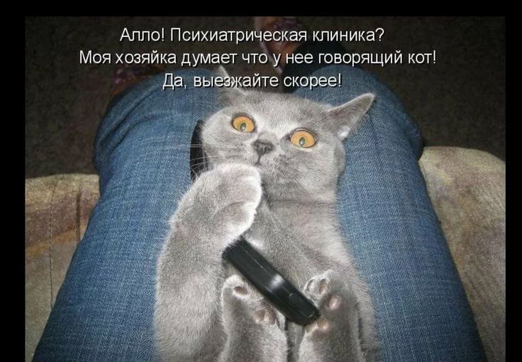 Алло! Психиатрическая клиника? Моя хозяйка думает что у нее говорящий кот! Да, выезжайте скорее!