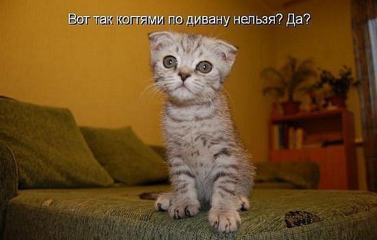 Вот так котятами по дивану нельзя? Да?