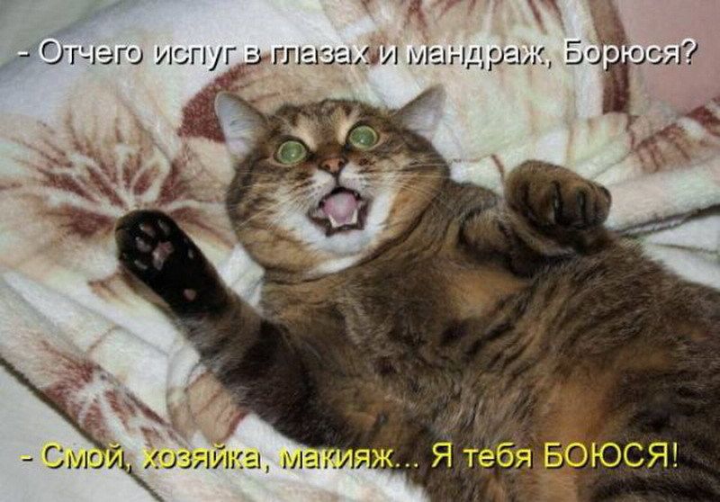 - Отчего испуг в глазах и мандраж, Боюся?
- Семой, хозяйка, макияж... Я тебя БОЮСЯ!