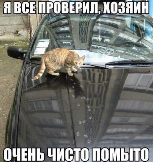 Я ВСЕ ПРОВЕРИЛ, ХОЗЯИН ОЧЕНЬ ЧИСТО ПОМЫТО