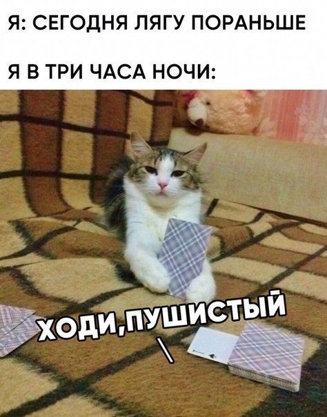 Я: СЕГОДНЯ ЛЯГУ ПОраньше
Я в три часа ночи: ХОДИ, ПУШИСТЫЙ