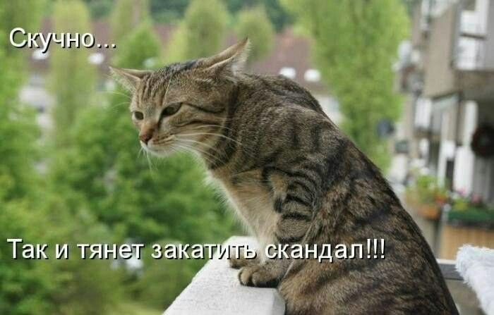 Скучно...
Так и тянет закатить скандал!!!