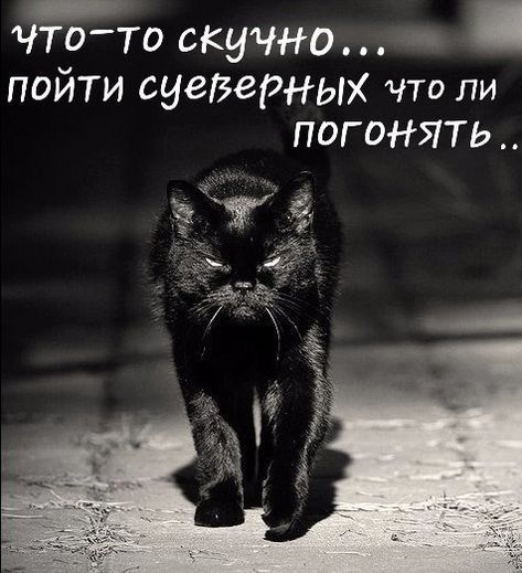 что-то скучно... пойти суеверных что ли погонять..