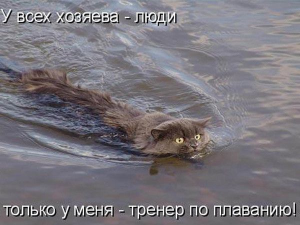 У всех хозяев - люди только у меня - тренер по плаванию!