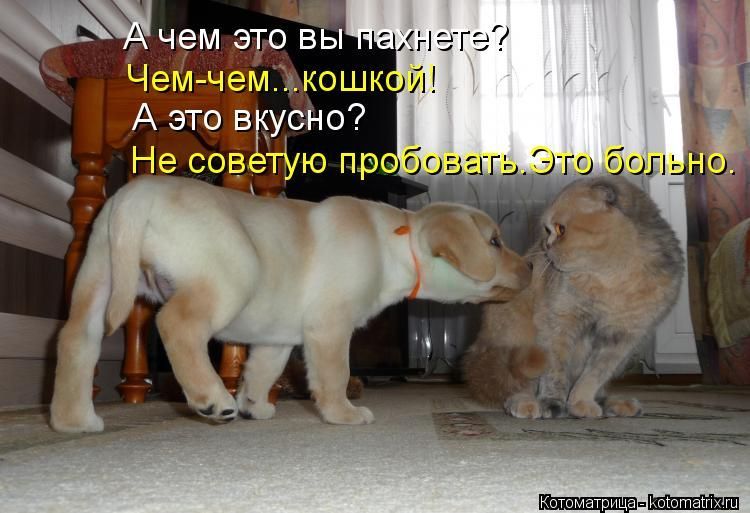 А чем это вы пахнете? Чем- чем... кошкой! А это вкусно? Не советую пробовать. Это больно.