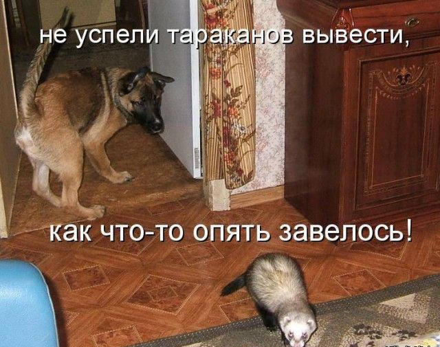 не успели тараканов вывести, как что-то опять завелось!