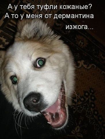 А у тебя туфли кожаные? А то у меня от дермантина изжога...