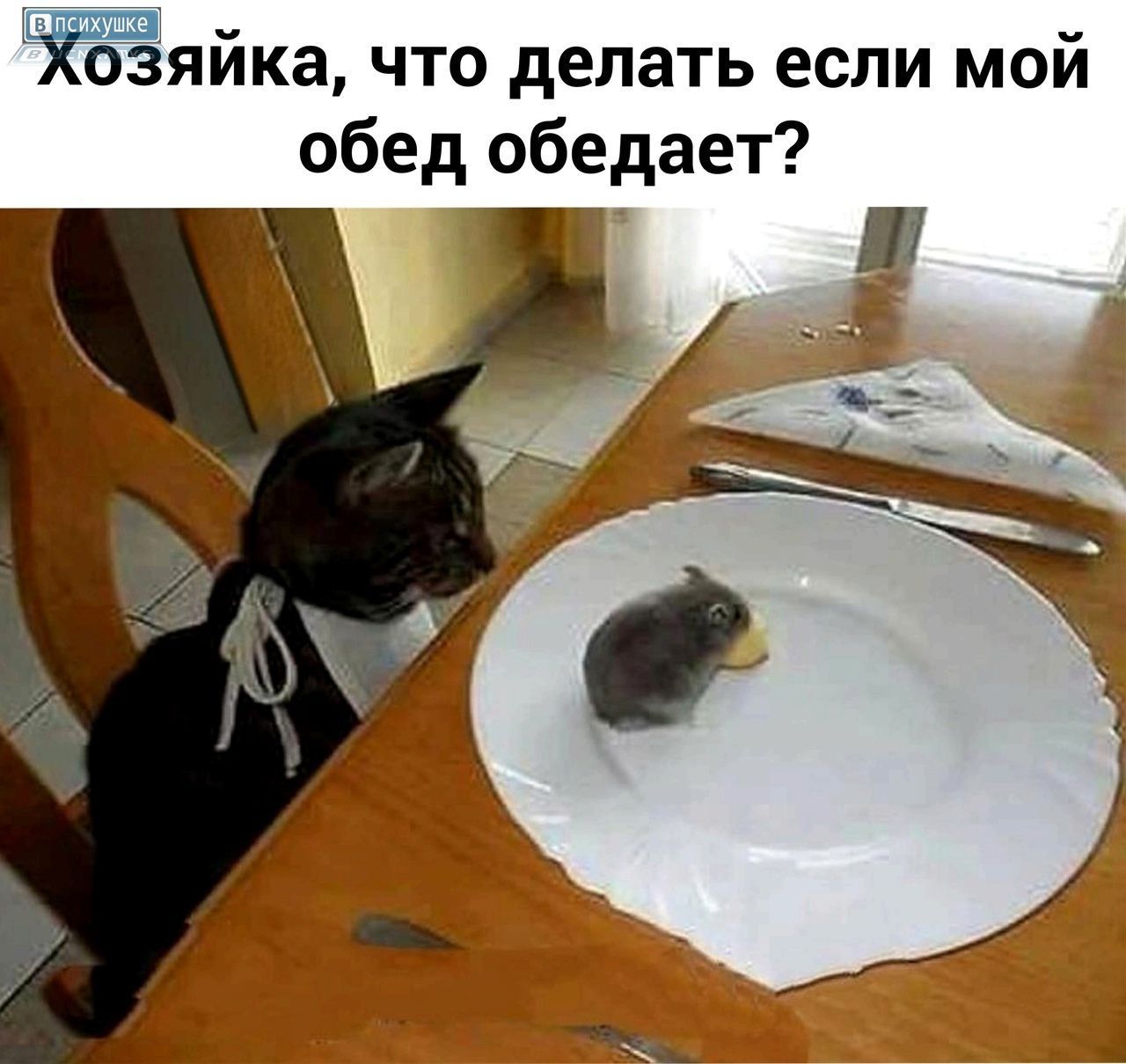 хозяйка, что делать если мой обед обедает?