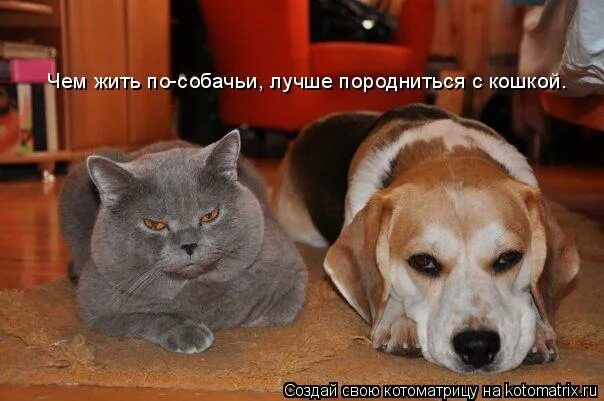 Чем жить по-собачьи, лучше породниться с кошкой.