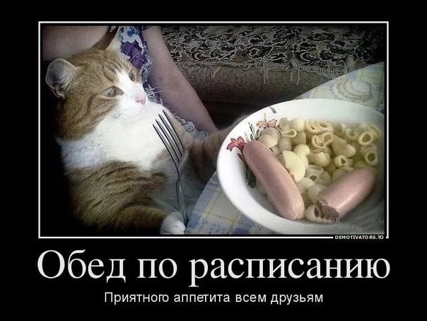 Обед по расписанию
Приятного аппетита всем друзьям