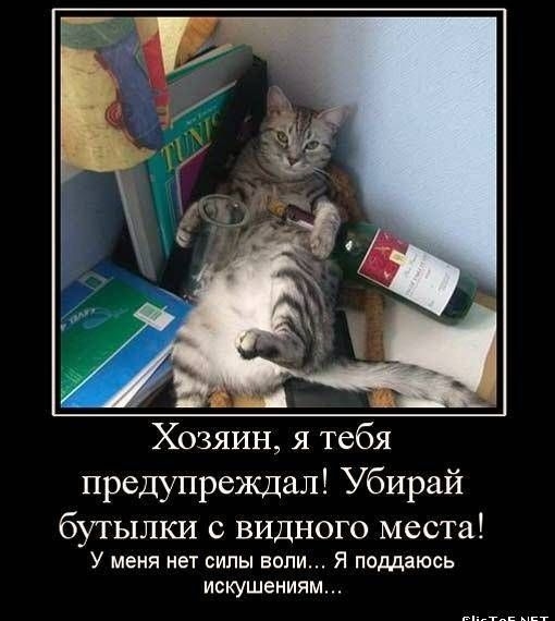 Хозяин, я тебя предупреждал! Убирай бутылки с видного места! У меня нет силы воли... Я поддаюсь искушениям...