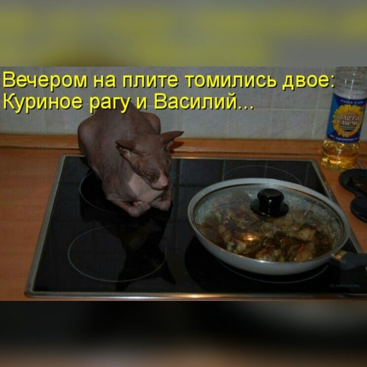 Вечером на плите томились двое: Куриноe рагу и Василий...